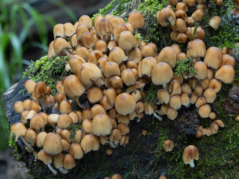 Coprinellus micaceus